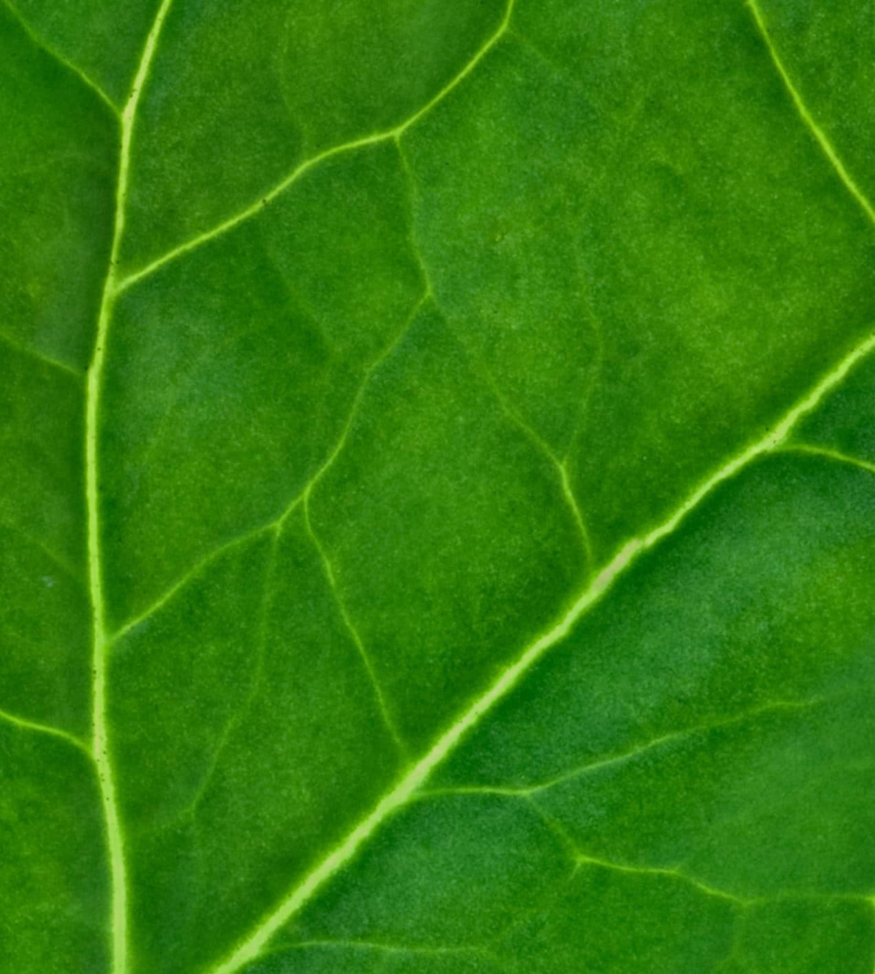 Leaf texture